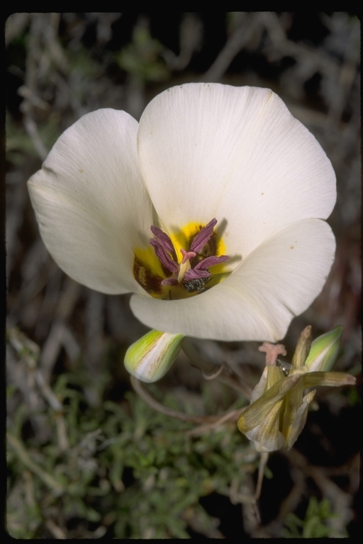 Image de Calochortus bruneaunis A. Nelson & J. F. Macbr.