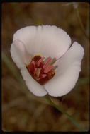 Calochortus simulans (Hoover) Munz resmi