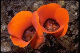 Imagem de Calochortus kennedyi Porter