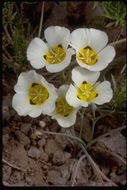 Calochortus leichtlinii Hook. fil. resmi