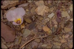 Image of winding mariposa lily