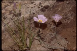 Image of winding mariposa lily