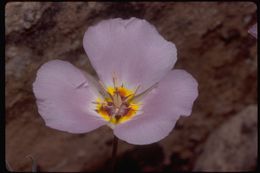 Image of winding mariposa lily