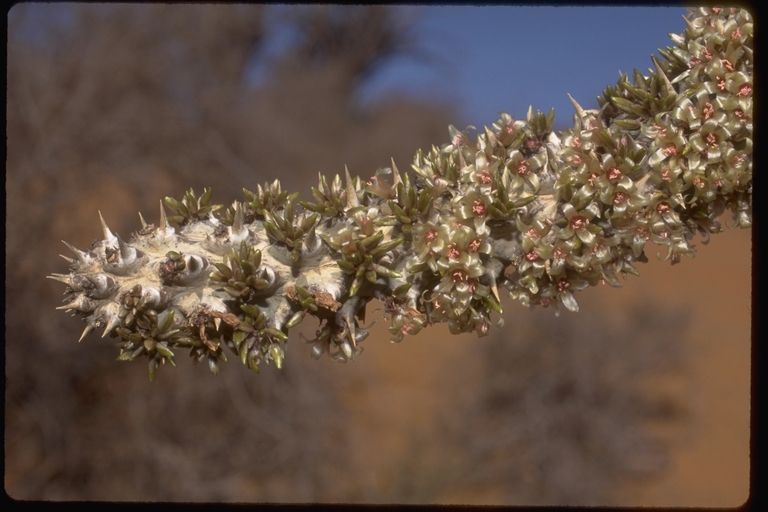 Sivun Didierea madagascariensis Baill. kuva