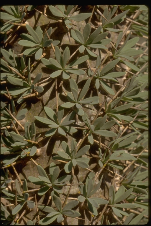 Image of Didierea madagascariensis Baill.