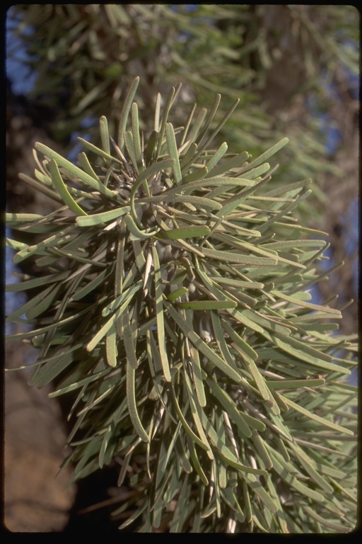 Sivun Didierea madagascariensis Baill. kuva