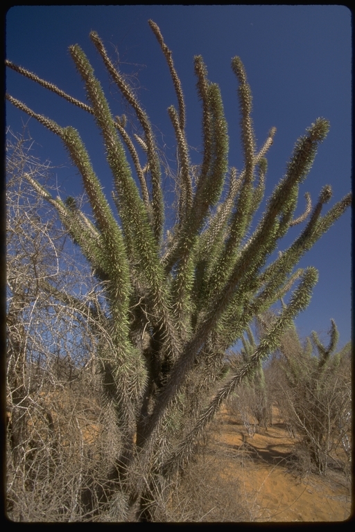 Sivun Didierea madagascariensis Baill. kuva