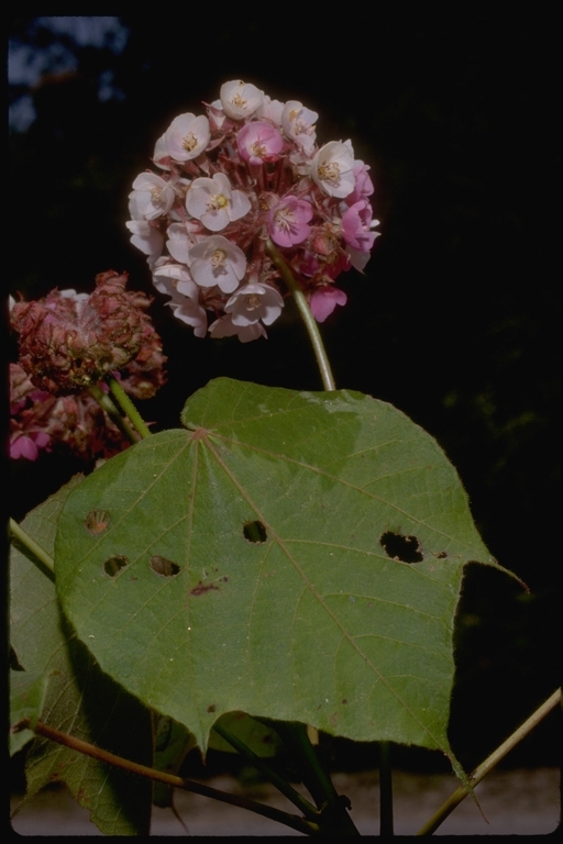 Imagem de Dombeya longipes Baill.