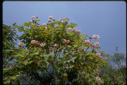 Imagem de Dombeya longipes Baill.