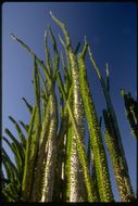 Image of Madagascan ocotillo