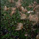 Image of Drummond's mountain-avens