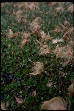 صورة Dryas drummondii Richards. ex Hook.