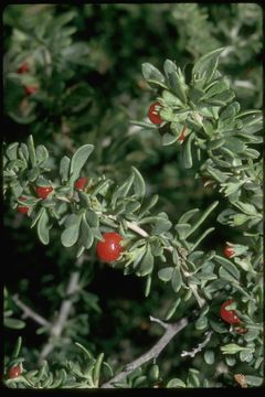 Image of California desert-thorn