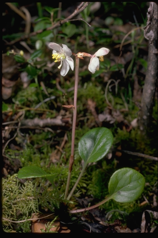 Image of largeflowered wintergreen