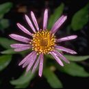 Image of <i>Aster sibiricus</i>
