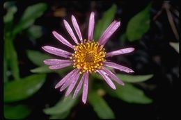 Image of <i>Aster sibiricus</i>