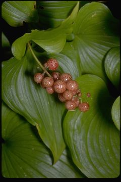 Image of false lily of the valley