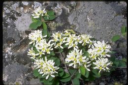 Image of Saskatoon serviceberry