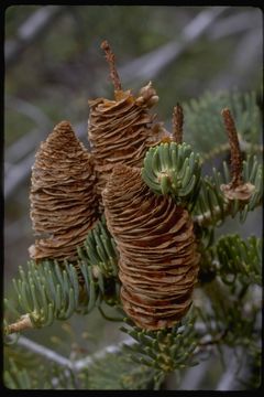 Image of <i>Abies <i>concolor</i></i> ssp. concolor