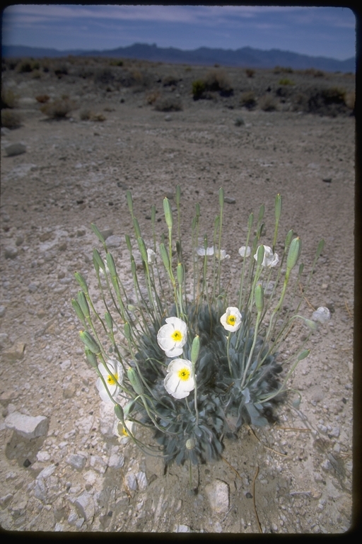 Image of desert bearpoppy