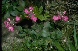 Image of rose rockcress