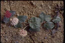 Sivun Asclepias solanoana Woods. kuva