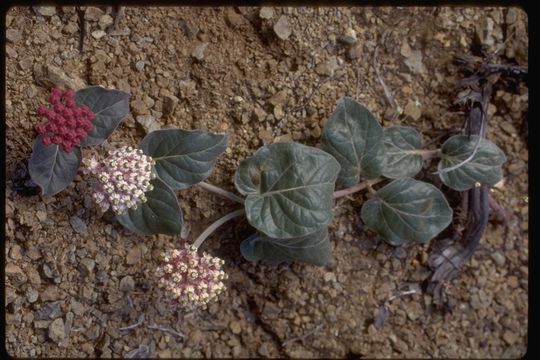Image of serpentine milkweed