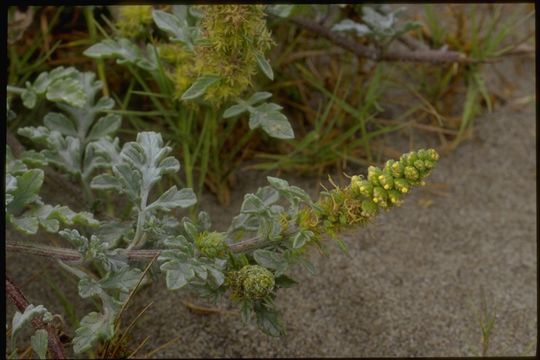 Image of silver bur ragweed