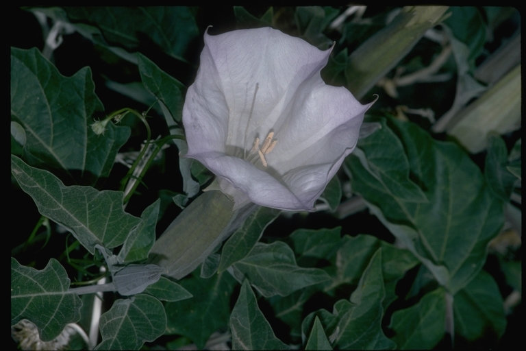 Imagem de Datura wrightii Hort. ex Regel