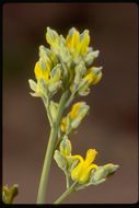 Imagem de Ehrendorferia chrysantha (Hook. & Arn.) J. Rylander