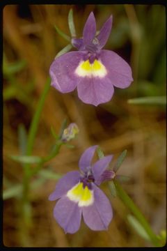 Image of doublehorn calicoflower