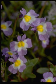 Image of Toothed Calico-Flower