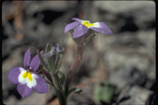 Image of cascade calicoflower