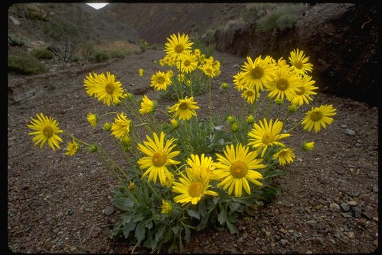 Image of Panamint daisy