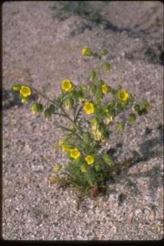 صورة Emmenanthe penduliflora Benth.