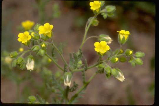 صورة Emmenanthe penduliflora Benth.