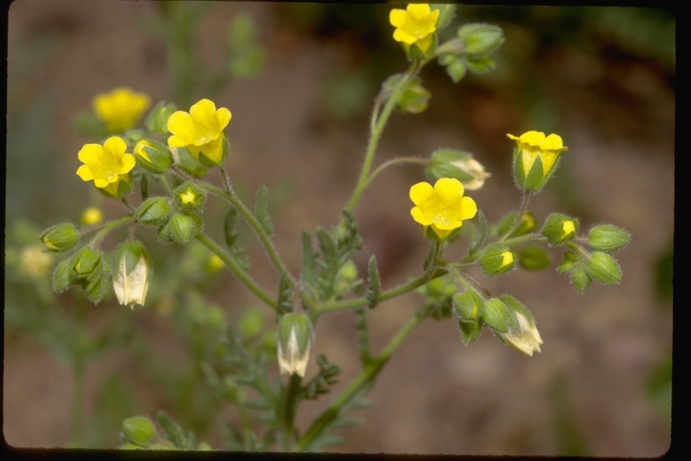 Image of whisperingbells