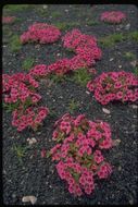 Plancia ëd <i>Mimulus nanus</i>