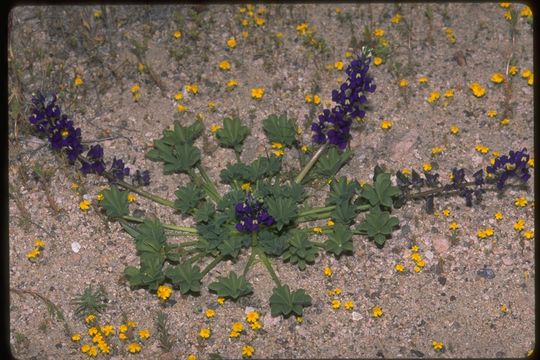 Image of Mojave lupine