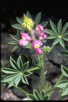 Image of Arizona lupine