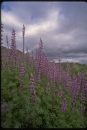 Image of Arizona lupine