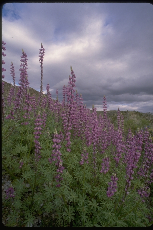 Image of Arizona lupine