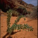 Image of pale desert-thorn