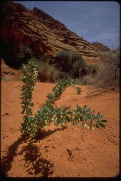 Image of pale desert-thorn