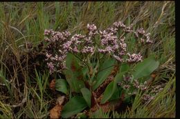 Imagem de Limonium californicum (Boiss.) Heller