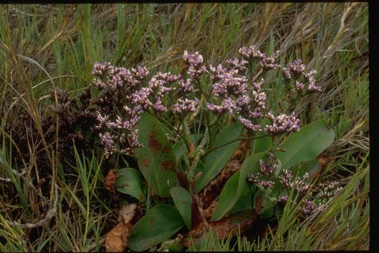 Image of marsh rosemary