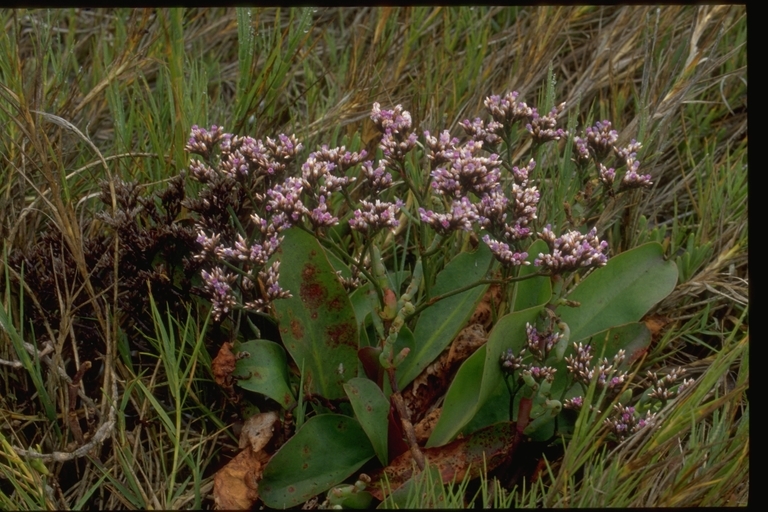 Imagem de Limonium californicum (Boiss.) Heller