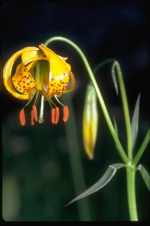 Image de Lilium kelleyanum Lemmon