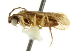Image of Acorduloceridea
