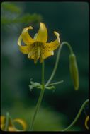 Image de Lys de Colombie